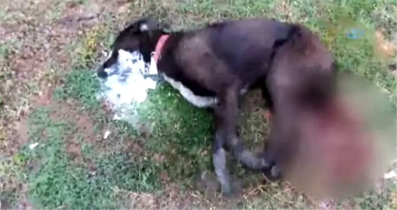 Zehirlenen Köpeğin Can Çekişme Anları Saniye Saniye Kayda Alındı