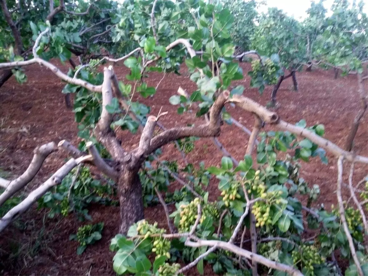 Siirt'te Yetişkin Fıstık Ağaçlarının Dalları Kesildi