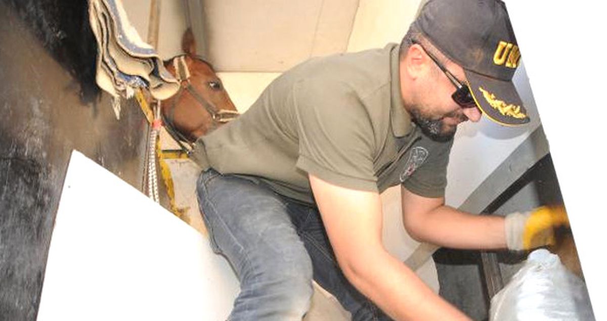 Gaziantep'te Yarış Atı Taşıyan Kamyonette 10 Kilo Esrar Ele Geçirildi