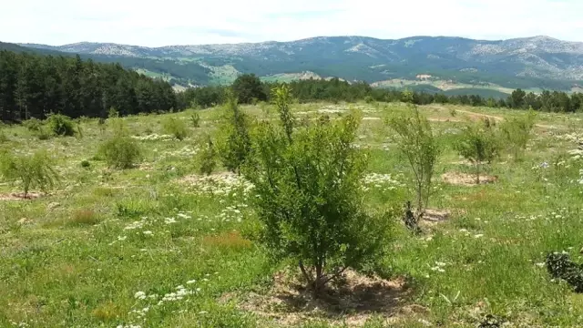 Kütahya'da 2 Bin Badem Fidanı Toprakla Buluştu
