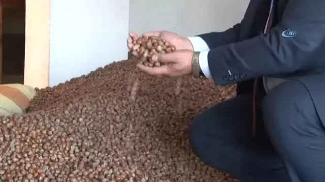 Ulusal Fındık Konseyi Yönetim Kurulu Üyesi Levent Şahin Başaran: 'Tarım Bakanlığı Külleme Hastalığı... Ulusal Fındık Konseyi Yönetim Kurulu Üyesi Levent Şahin Başaran: 'Tarım Bakanlığı Külleme Hastalığı...