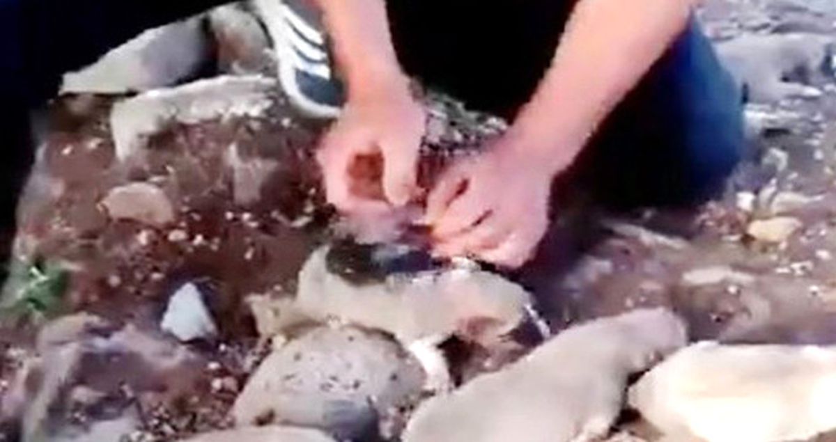 Köpeklere Yaptığı Eziyeti Sosyal Medyada Canlı Yayınladı