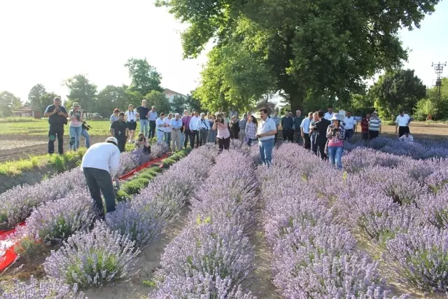Edirne'nin İlk Lavanta Hasadı Gerçekleşti