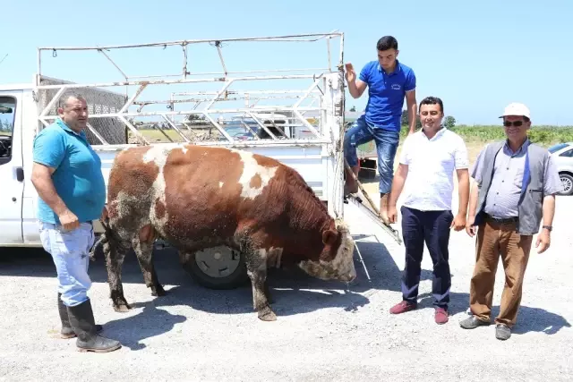 Gazipaşa Koru'da Sıcak Asfalt Sevinci