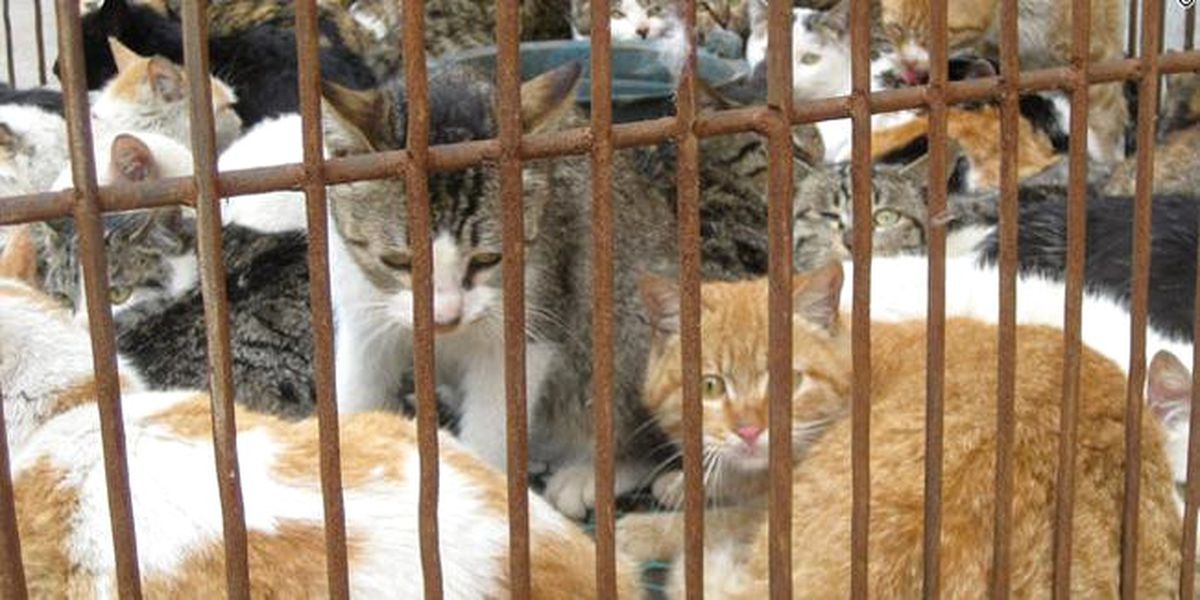 Kedileri Restorana 'Tavşan Eti' Diye Satacaktı