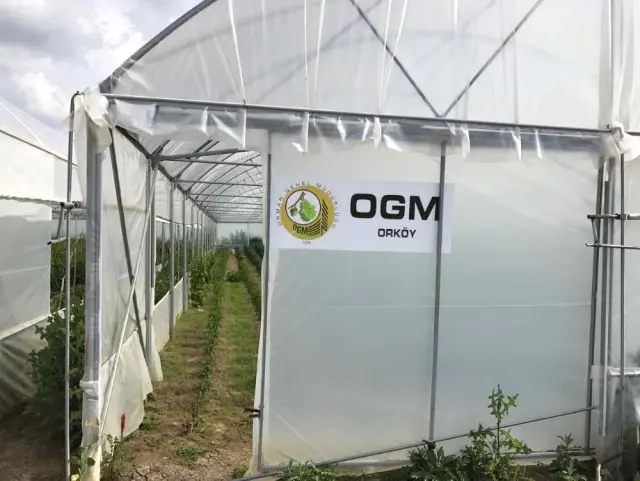 Seyitgazi'de Orköy Bereketi Seyitgazi'de Orköy Bereketi