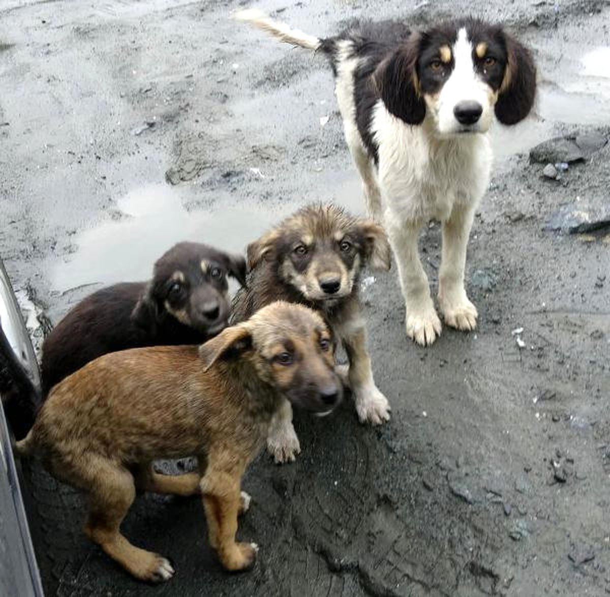Rize'de Taş Ocağına Terk Edilen Yavru Köpekler Yaşam Mücadelesi Veriyor!