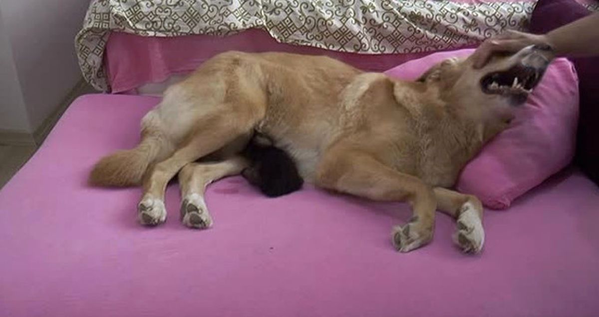 3 yaşındaki Kısır Köpekten İnsanlık Dersi; Yavru Kediyi Emzirip, Annelik Yaptı!