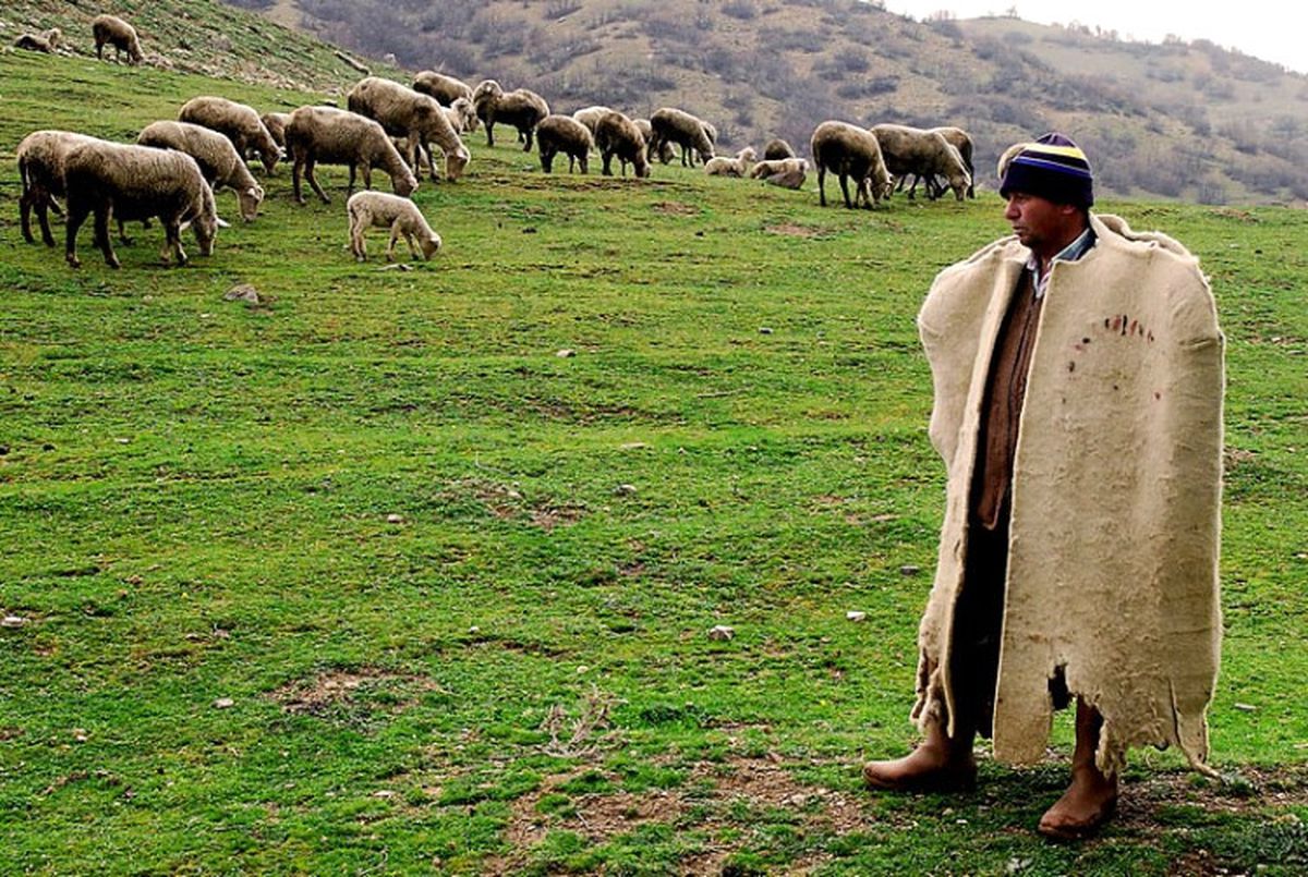 Asgari Ücretin 3 Katı Maaşa Çoban Bulamıyorlar