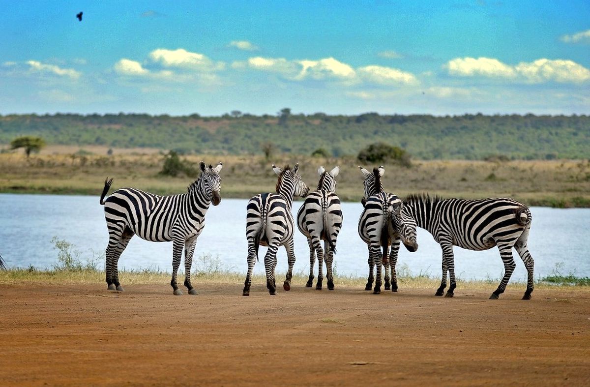 Afrika'da Vahşi Yaşam