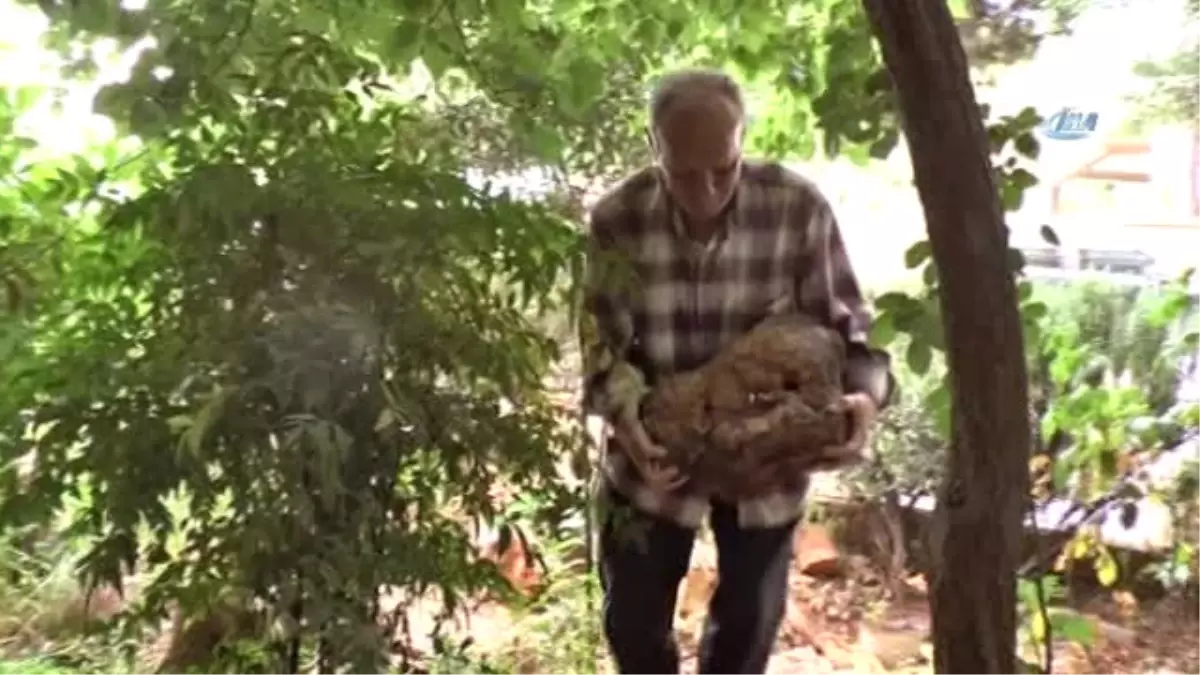 Taş Koleksiyonu Evinden Taştı