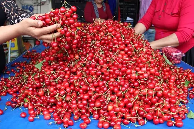 Demirci Kirazı