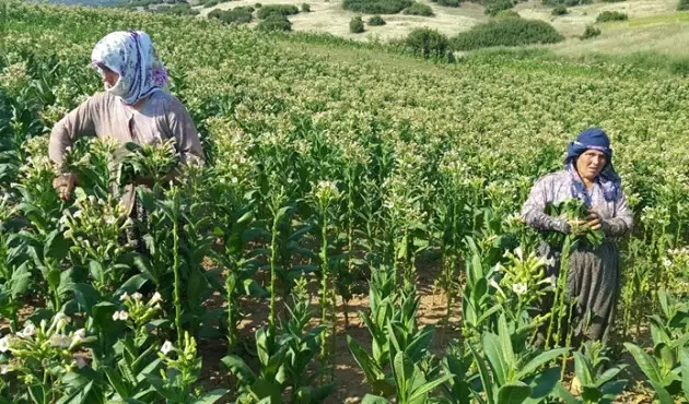 Düşük Tütün Fiyatları Üreticinin Belini Büktü