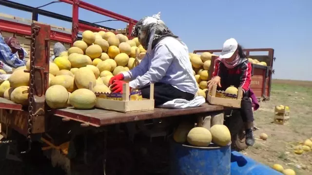 Amik Ovası'nda Kavun Hasadı Başladı