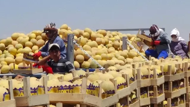 Amik Ovası'nda Kavun Hasadı Başladı