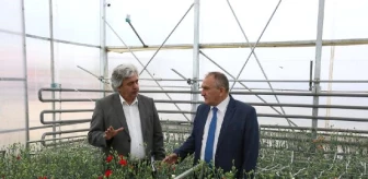 Bolu Belediyesi, Serada Karanfil Üretimine Başladı