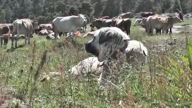 Güneş Panelli Çobanlar