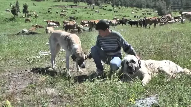 Güneş Panelli Çobanlar