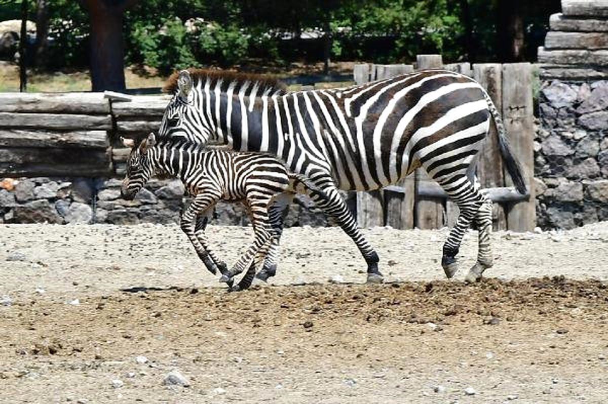 Zebra Zeliş'e Kuzen Geldi