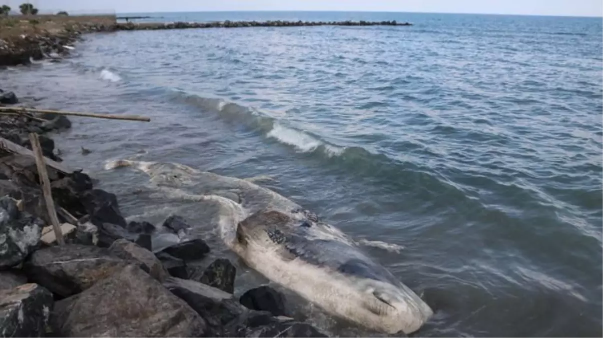 Hatay'da Beyaz Balinanın Kıyıya Vurması