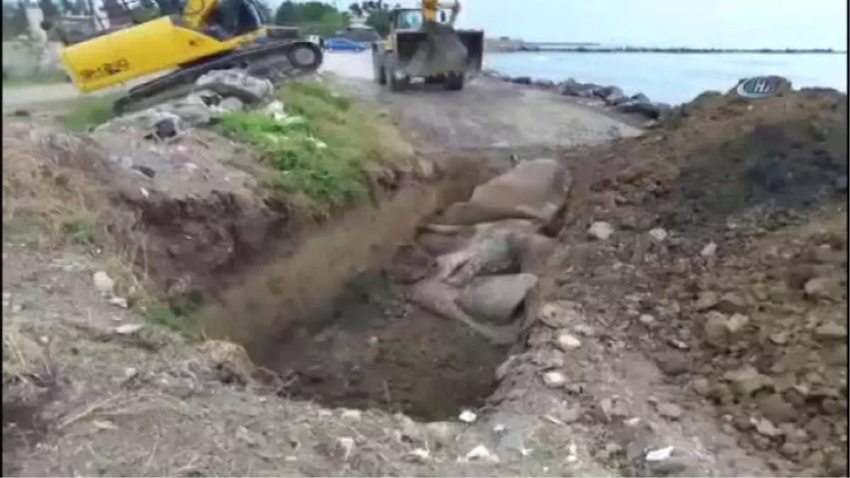 Nesli Tükenmekte Olan Dev İspermeçet Balinası, Hatay Sahilde Kıyıya Vurdu