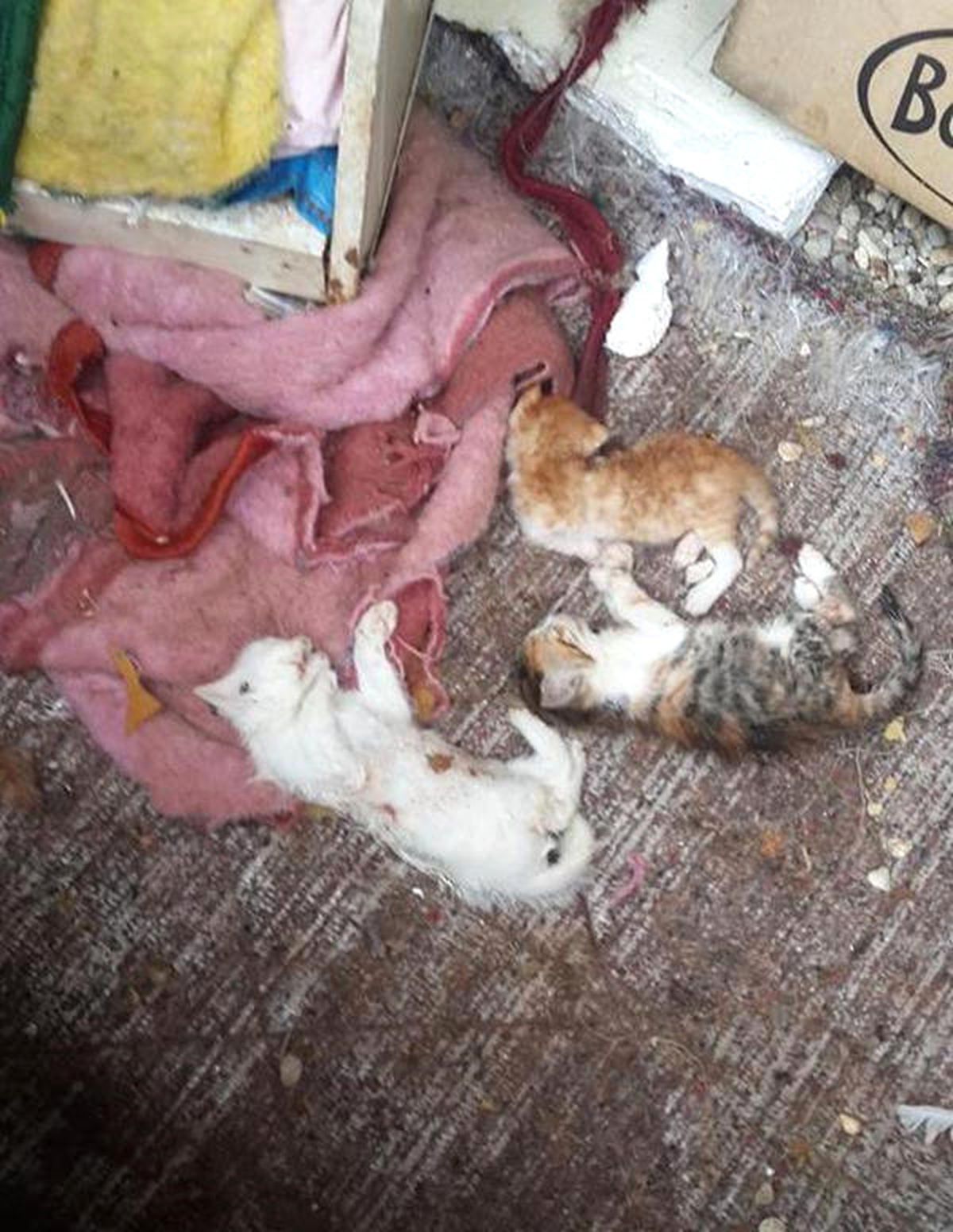 Komşusunun Pitbullarını Belediyeye Şikayet Eden Kadının 17 Yavru Kedisi Öldürüldü