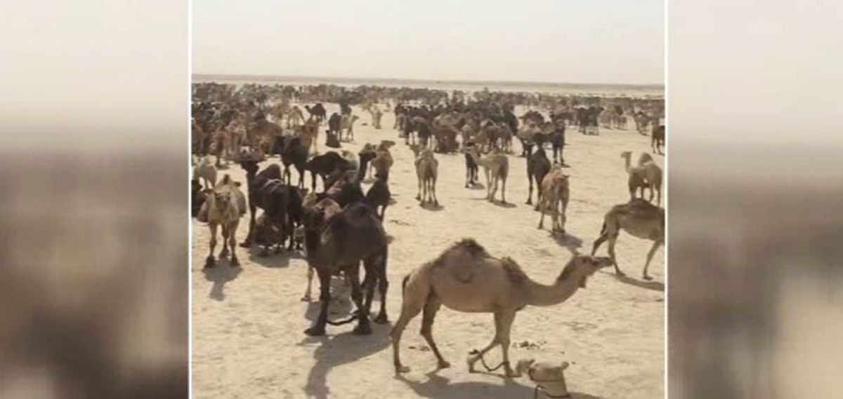 Yok Artık Deve! Suudi Arabistan 12 Bin Katar Devesini Sınır Dışı Etti
