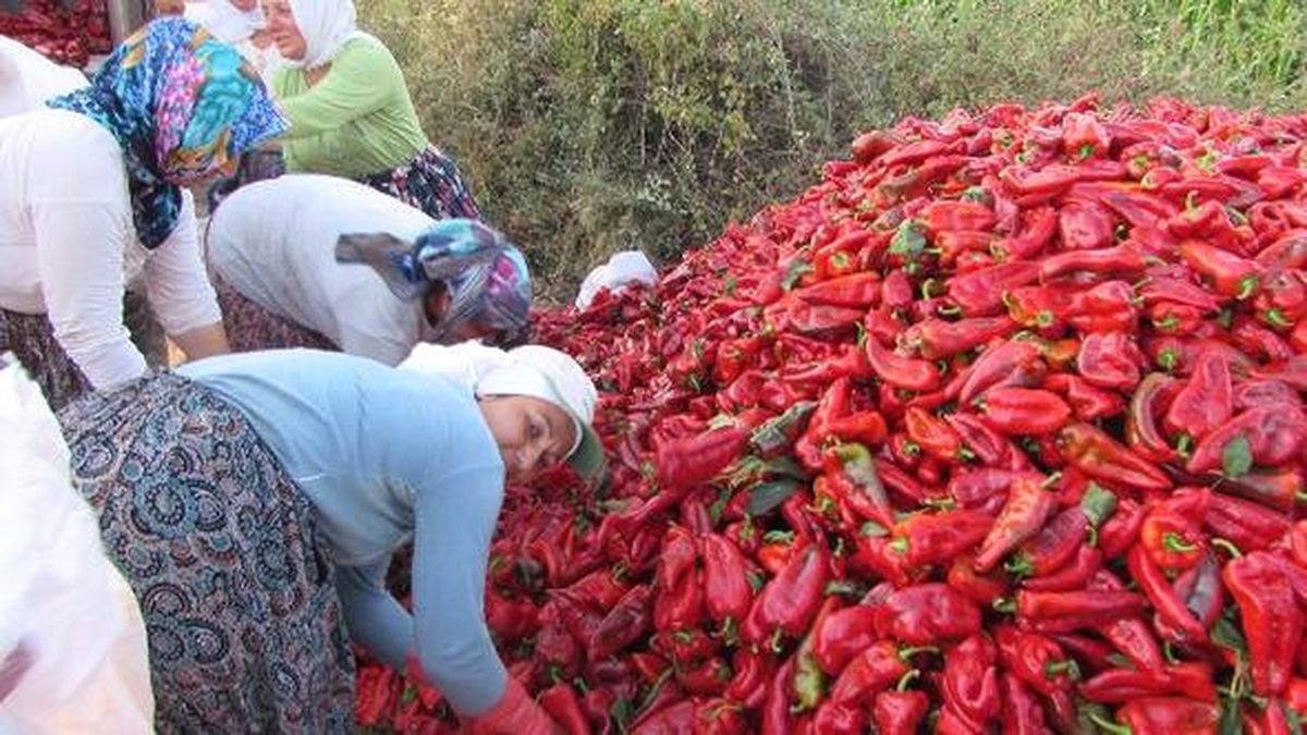 İslahiye Biberi'Nde Hasat Hazırlığı