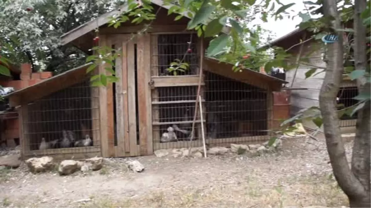 Milli Tavuk Irkları Koruma Altına Alınıyor