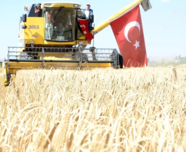 Hasat Bayramı ile Çiftçiler Tarlaya İndi Hasat Bayramı ile Çiftçiler Tarlaya İndi