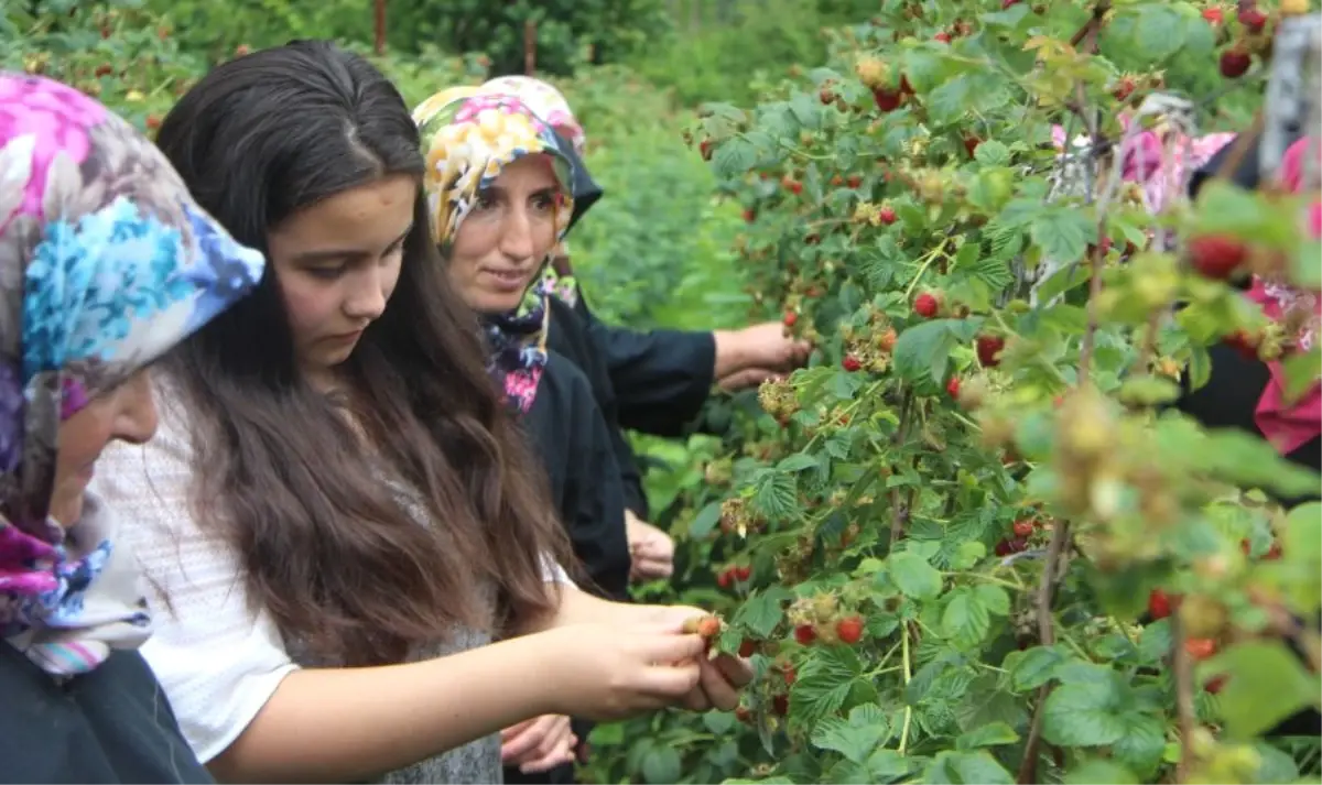 Yağışlar Ahududuyu Dalında Çürüttü
