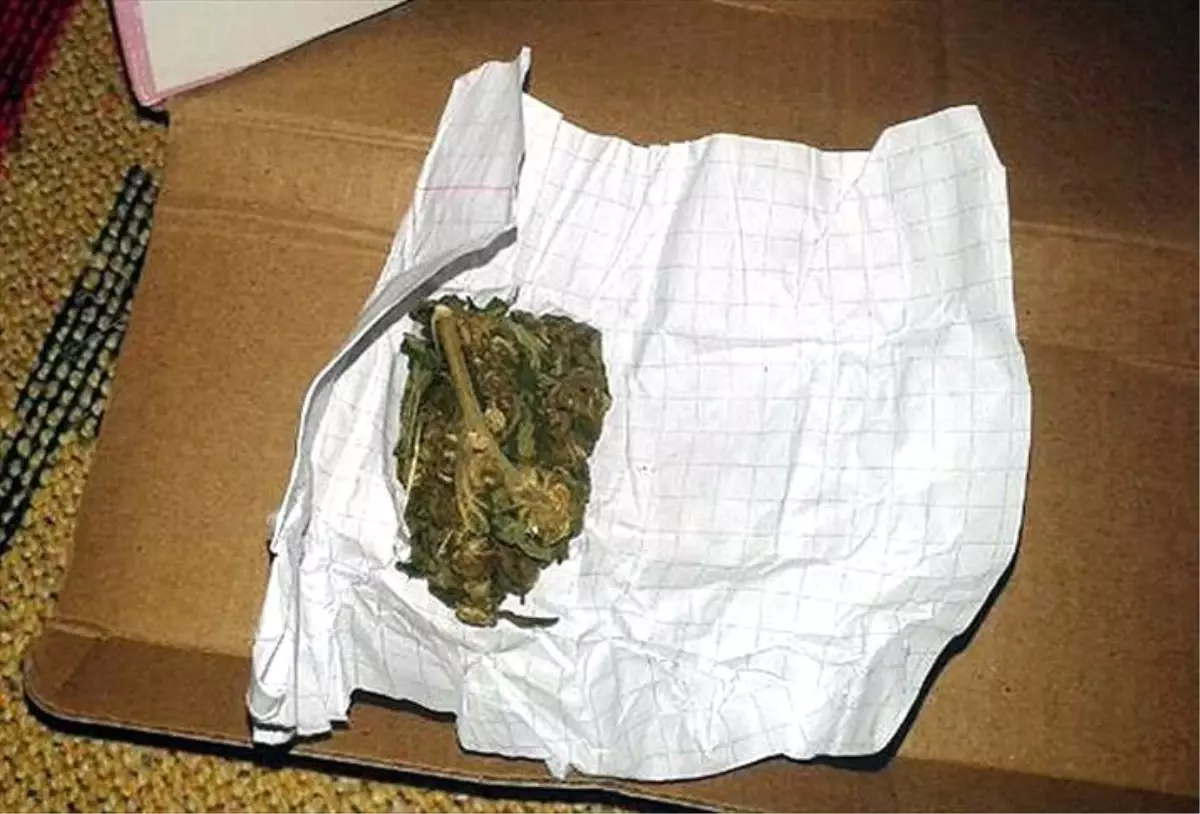 Bonzainin Esrara Göre Etkisi 90 Kat Daha Fazla'