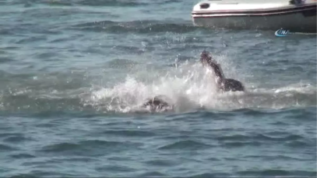 Fethiye'de Renkli Denizcilik ve Kabotaj Bayramı Kutlaması