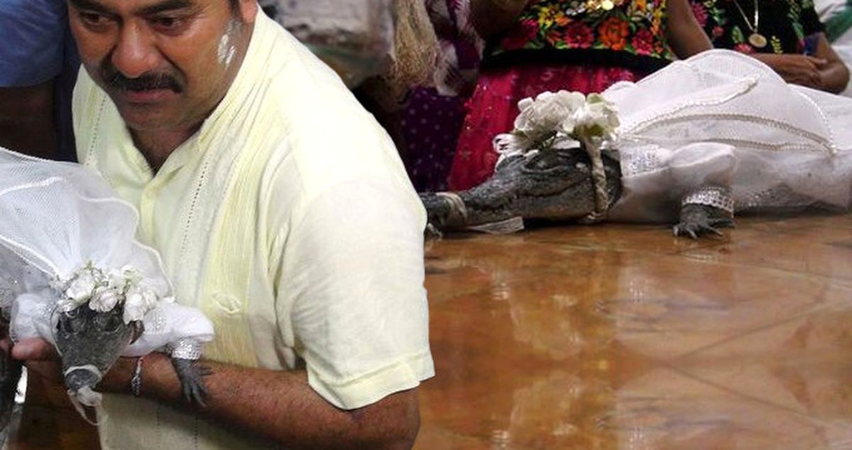 Meksikalı Belediye Başkanı, Yavru Bir Timsahla Evlendi