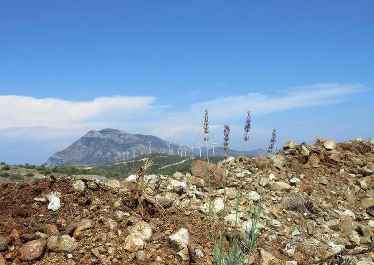 En Büyük Gelir Getirici Ağaçlandırma Projesi