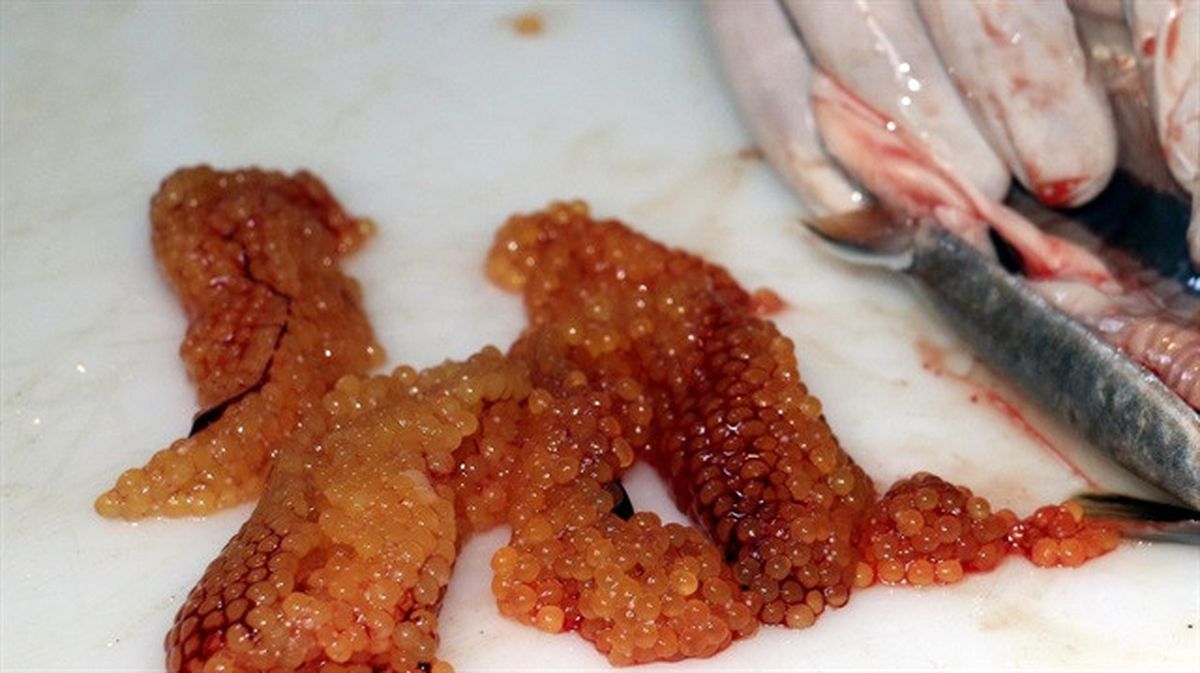 Kefal Yumurtaları 500 Liradan Satılıyor