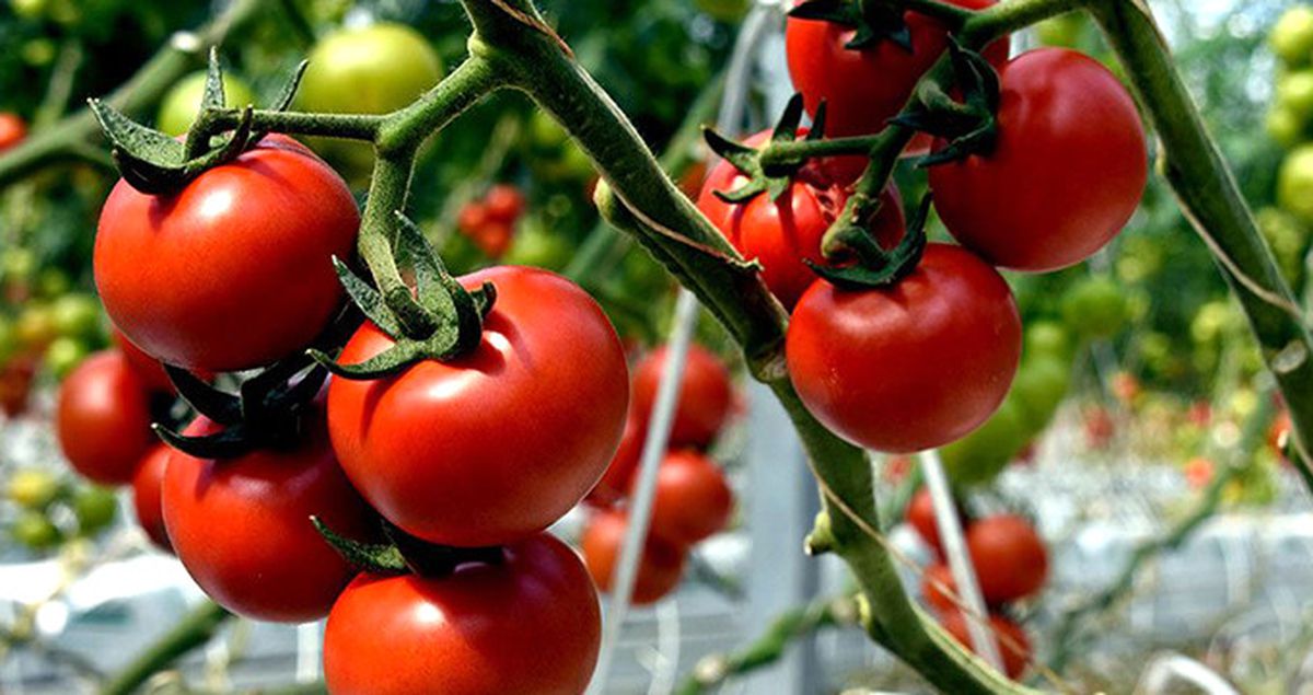 Salkım Domates Marketlerde 1,5 Liraya Satılıyor
