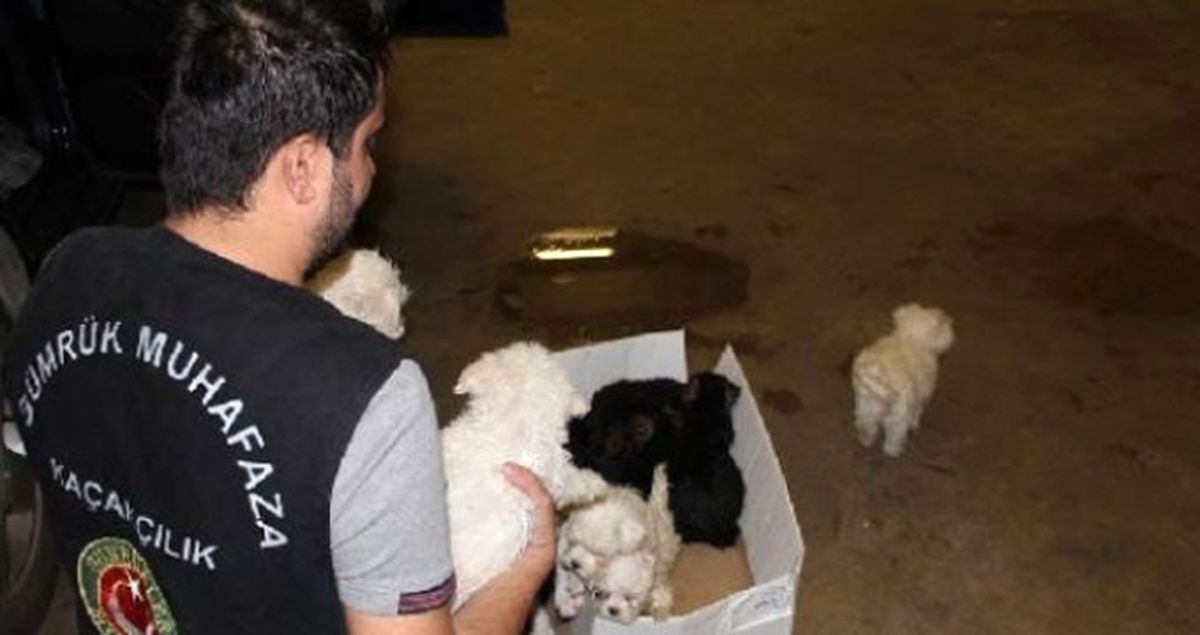 Yasa Dışı Yollarla Türkiye'ye Getirilmek İstenen 15 Yavru Köpek Otobüste Ele Geçirildi