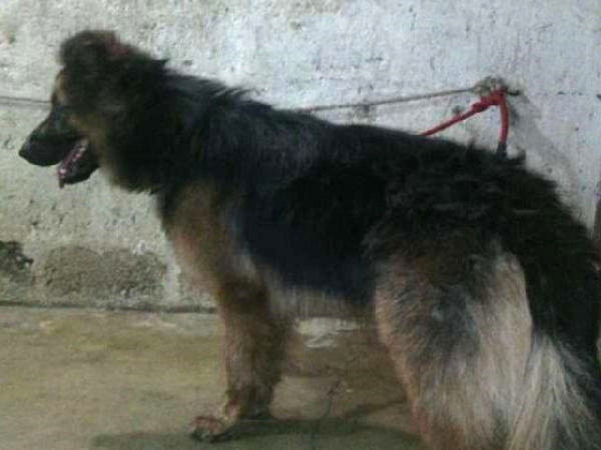 Sokak Köpeklerini Boyayıp Satan Dolandırıcı Tutuklandı