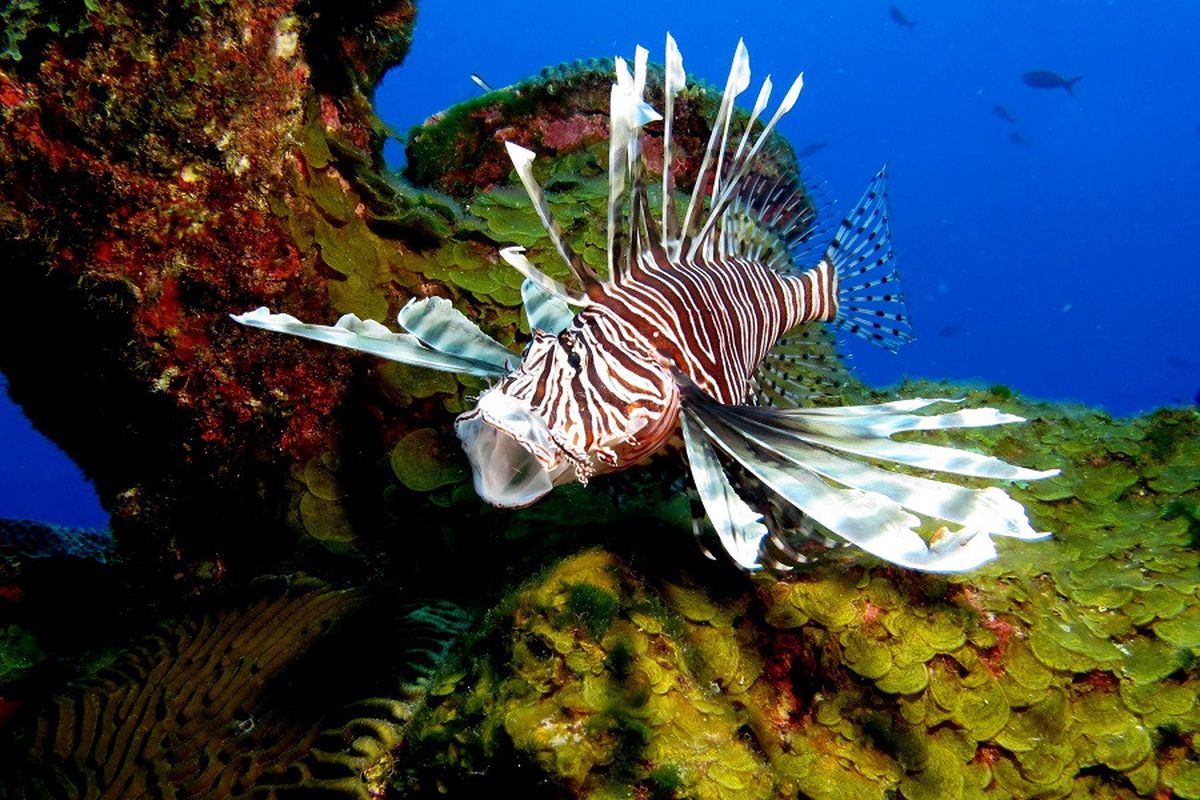 Antalya Sahillerinde Zehirli Balık Alarmı