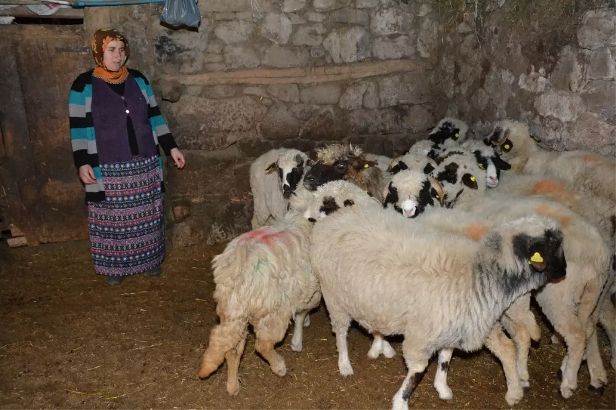 Genç Çiftçi Projesi'ne Kadın Eli