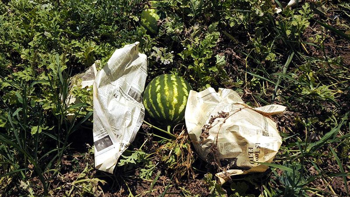 Tarladaki Karpuzları Aşırı Sıcaktan Gazeteye Sararak Koruyorlar