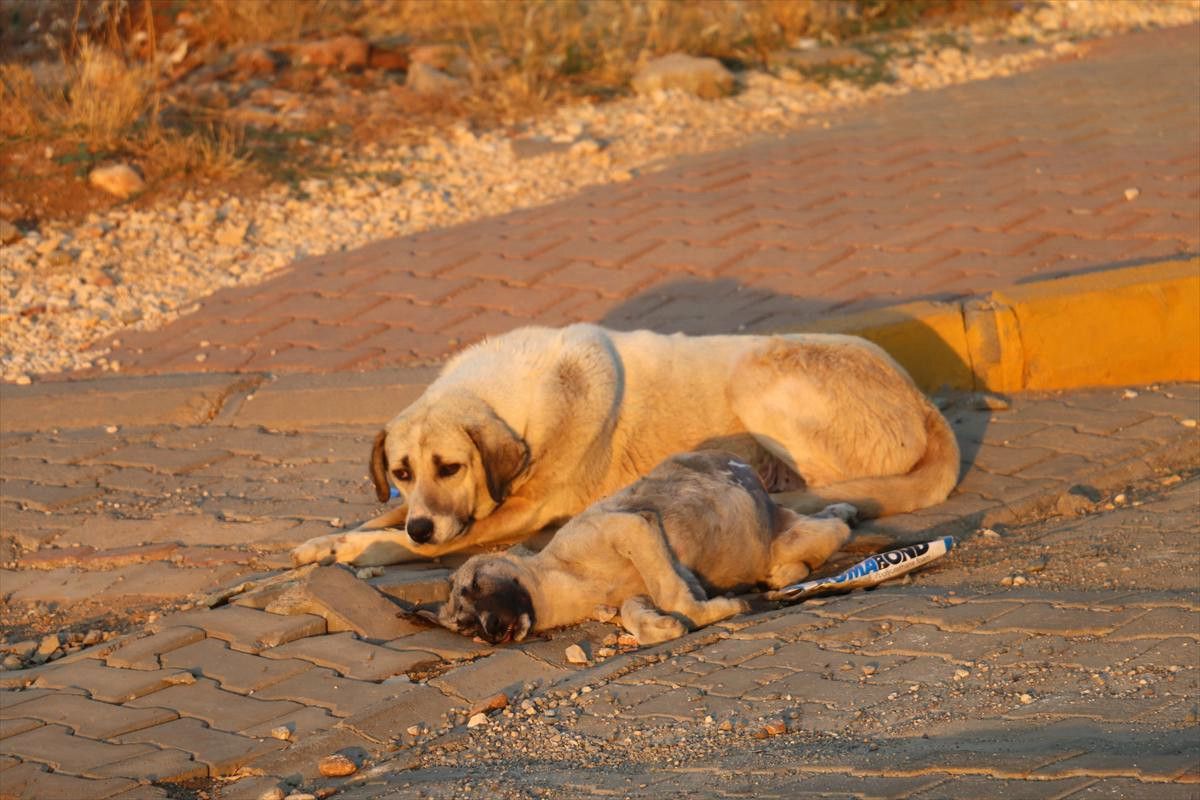 Telef Olan Yavrusunun Başından Gece Boyunca Ayrılmayan Sokak Köpeği Yürekleri Sızlattı!