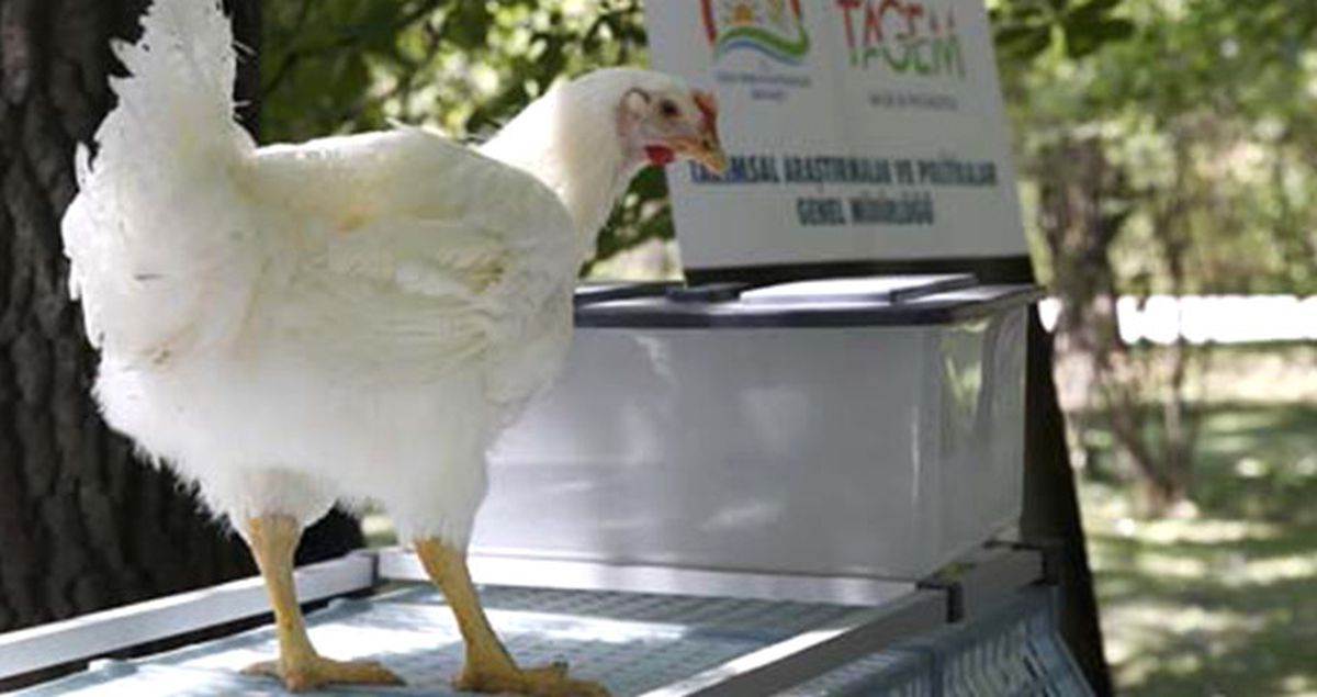 Yerli Tavuk 'Anadolu T' Tanıtıldı
