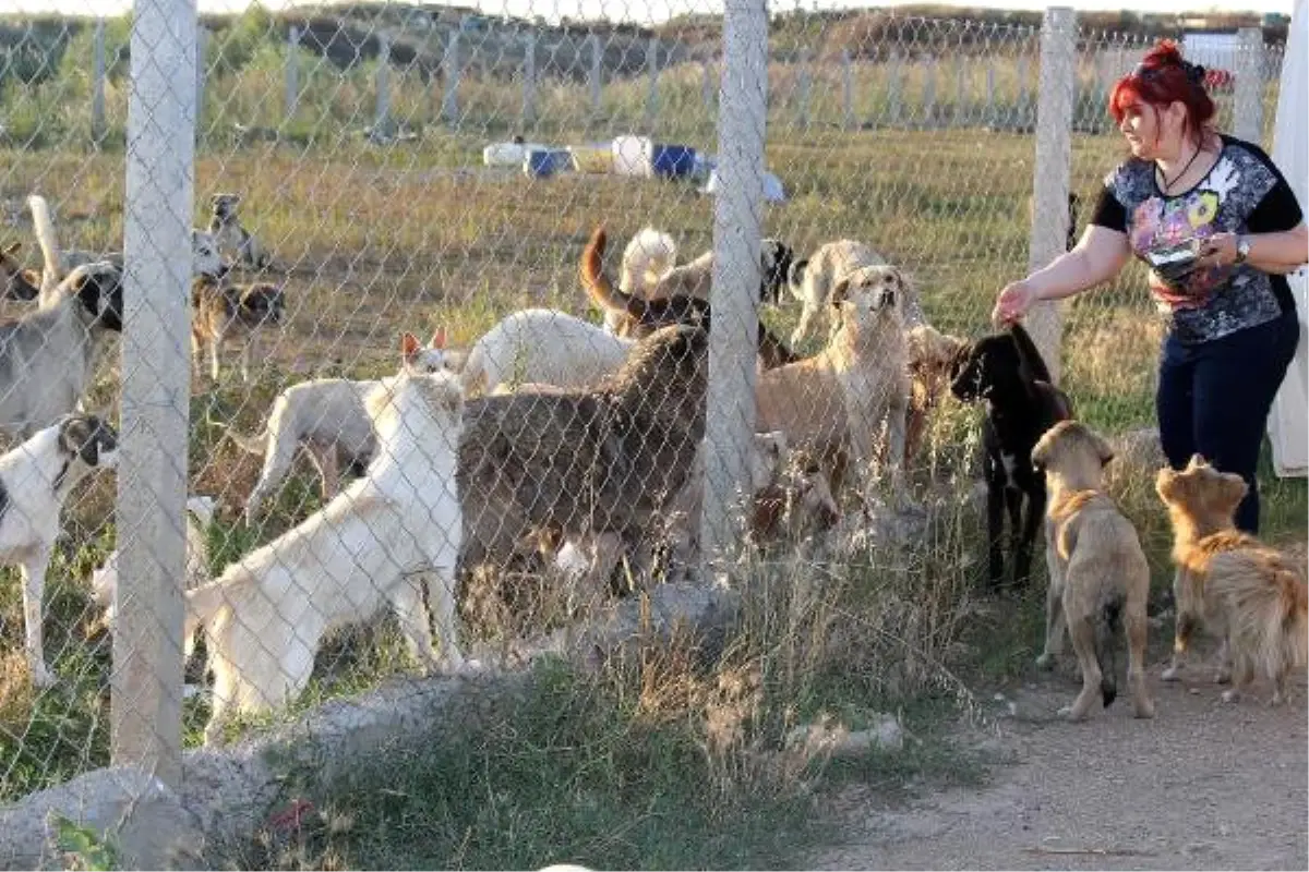 Babaeski'de Hayvanlar İçin Geçici Barınak Yapıldı