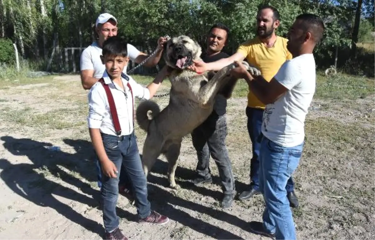 Kangal Festivalinin İlgi Odağı Köpekler Oldu