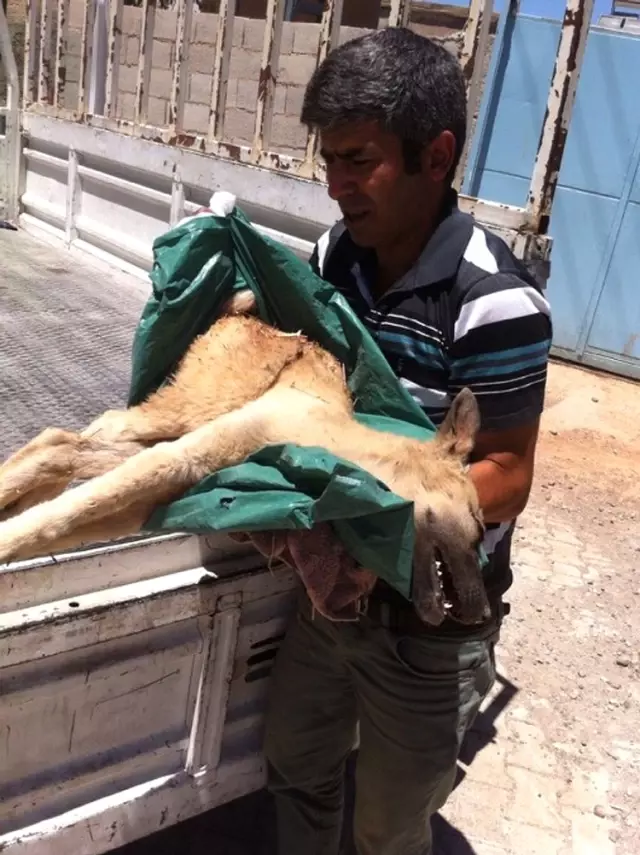 Yaralı Sokak Köpeğinin Tedavisi İçin Seferber Oldular Haberler