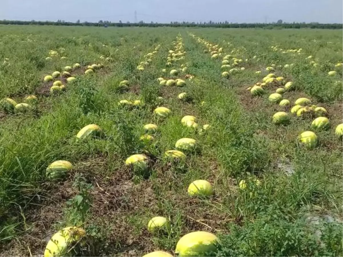 Afrika Sıcağı Adana'da 400 Bin Dönümdeki Karpuzu Yaktı