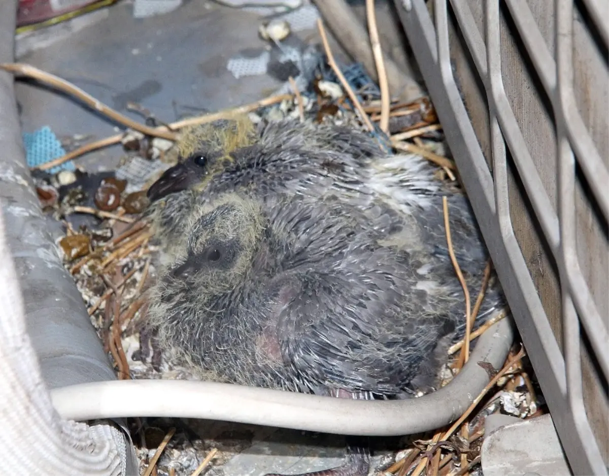 Güvercin ve Yavruları İçin 2 Odayı Kullanıma Kapattı