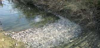 Kaymakam Üncü: Çokal Barajı'ndaki Balık Ölümleri İnceleniyor